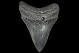 Fossil Megalodon Tooth - South Carolina #130726-1